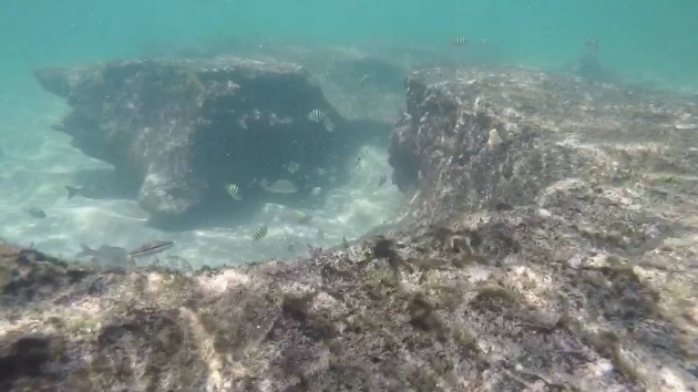 Alluring Bathtub Reef Beach Snorkeling Backside Bathtub Beach Reef Florida Youtube