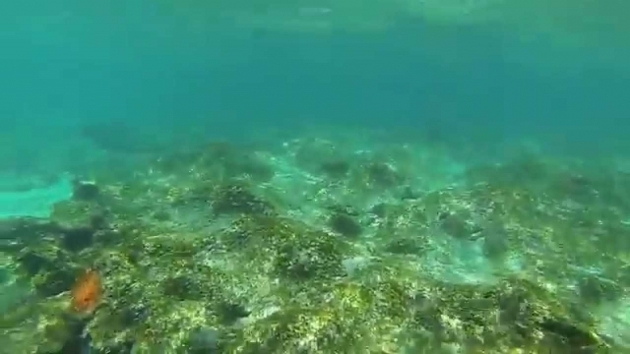 Alluring Bathtub Reef Beach Snorkeling With Sea Turtle At Bathtub Beach Fl Youtube