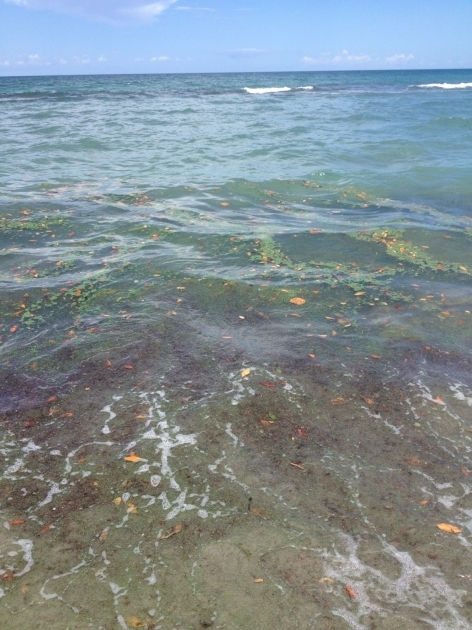 Amazing Bathtub Reef Beach Blue Green Algae Closes Bathtub Reef Beach To Swimming