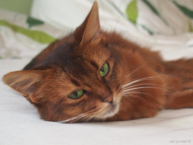 Fantastic Dogs In A Bathtub Position Stress Seizures In Cats Purrfect Love The Cat Lovers Community