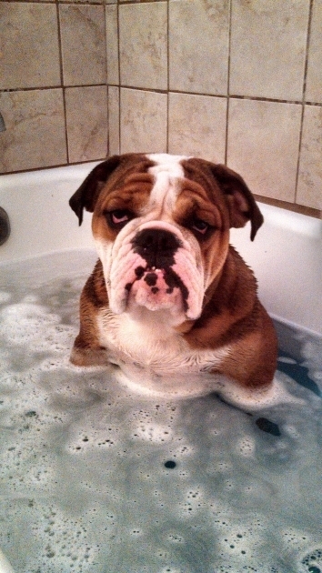 Fascinating Dogs In A Bathtub Position There Had Better Be A Huge Treat Waiting For Me When This Is Over