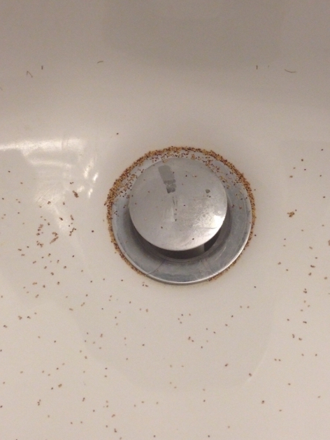 Image of Water Coming Up Through Bathtub Drain Whats This In My Bathroom Sink Almost Every Morning