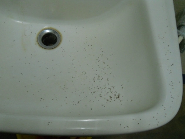 Amazing Bugs In Bathtub Little Black Bugs In Bathroom Dact
