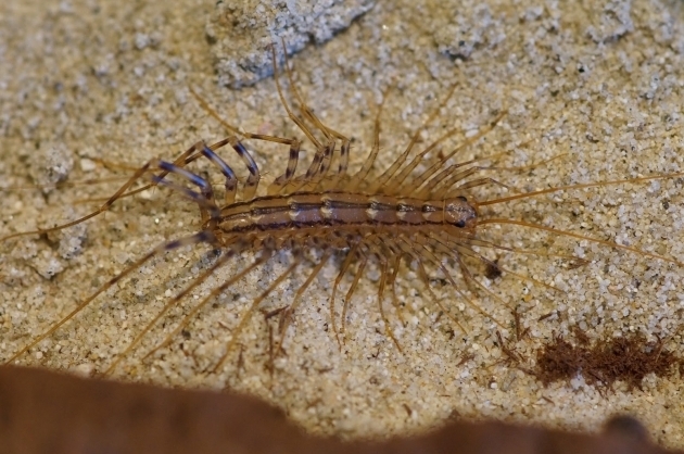 Marvelous Bugs In Bathtub Sink Bugs Bathtub Bugs Eyelash Bugs Or House Centipedes