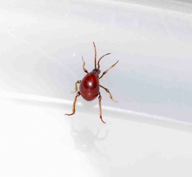 Stunning Bugs In Bathtub Tiny Bugs In Bathroom Judul Blog