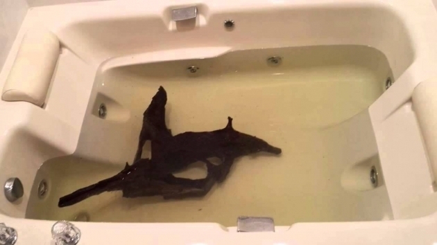 Alluring A Fish In The Bathtub Clean Wash Driftwood For Fish Aquariums In Bath Tub Youtube