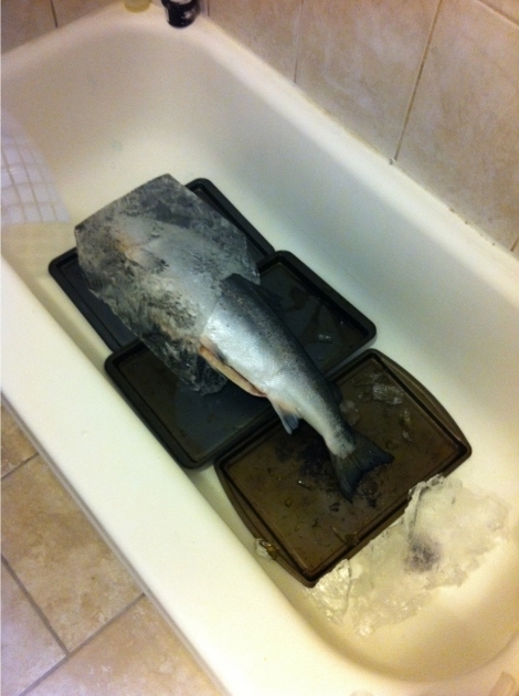 Fantastic A Fish In The Bathtub The Frozen Fish From The Walkway Is Now Thawing In My Bathtub How