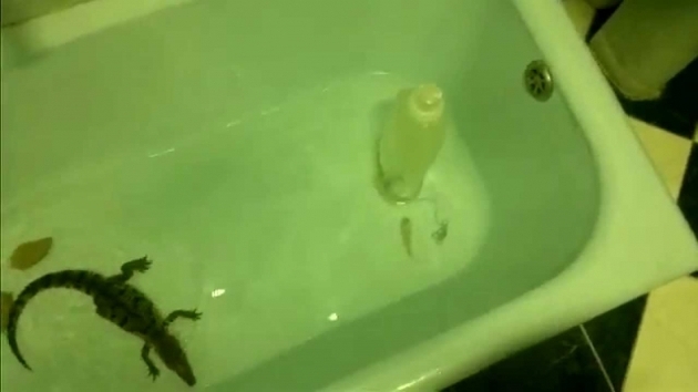 Incredible A Fish In The Bathtub Nile Crocodile Hunting A Fish In A Tub Youtube