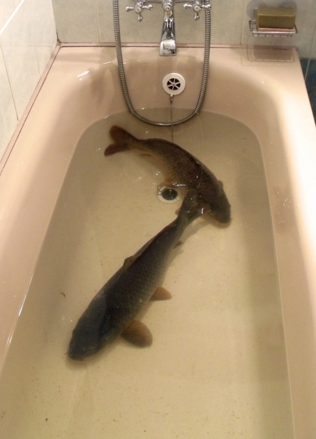 Inspiring A Fish In The Bathtub A Very Czech Republic Christmas Multicultural Kid Blogs