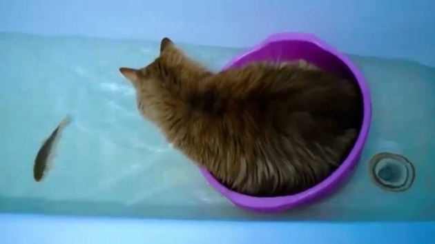 Inspiring A Fish In The Bathtub Cat And Fish In Bathtub Youtube